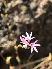 Lessingia nemaclada