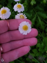 Tanacetum parthenium