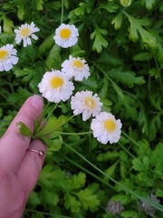Tanacetum parthenium