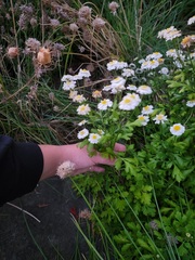 Tanacetum parthenium