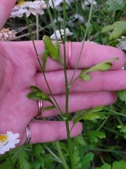 Tanacetum parthenium