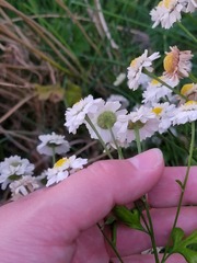 Tanacetum parthenium