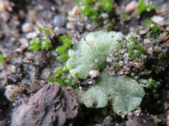 Riccia crystallina
