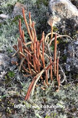 Phlegmariurus crassus