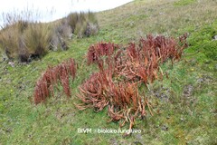 Phlegmariurus crassus