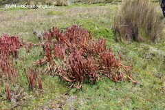 Phlegmariurus crassus