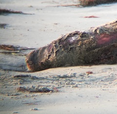 Phoca vitulina richardii