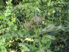 Cirsium balkharicum