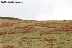 Phlegmariurus crassus