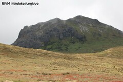 Phlegmariurus crassus