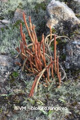 Phlegmariurus crassus