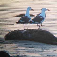 Phoca vitulina richardii