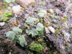 Riccia crystallina