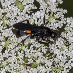 Anoplius semicinctus