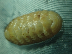 Lepidopleurus cajetanus