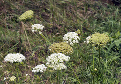 Daucus carota sativus