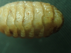 Lepidopleurus cajetanus
