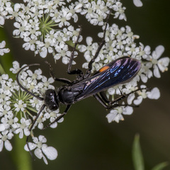 Anoplius semicinctus