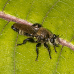 Laphria posticata