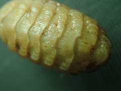 Lepidopleurus cajetanus