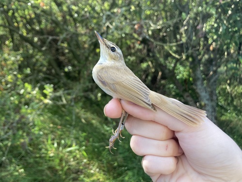 Paddyfield Warbler, photo 7 of 9