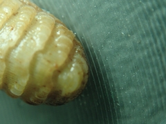 Lepidopleurus cajetanus