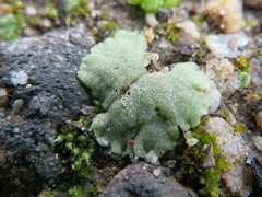 Riccia crystallina