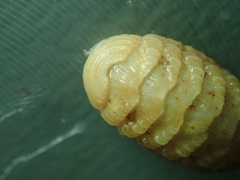 Lepidopleurus cajetanus