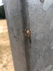 Araneus diadematus