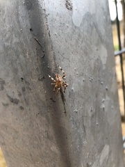 Araneus diadematus