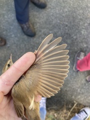 Paddyfield Warbler photo 5