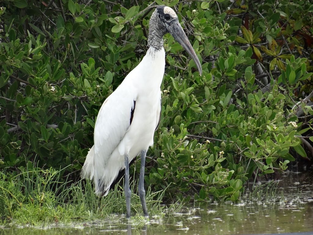 Cigüeña americana (aves de el Lago de Yojoa ) · iNaturalist Cigüeña americana (aves de el Lago de Yojoa ) · iNaturalist