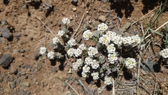 Ptilotrichum canescens