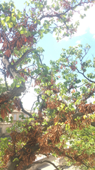 Cercis siliquastrum