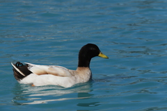 Anas platyrhynchos domesticus