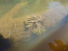 Ephydatia fluviatilis