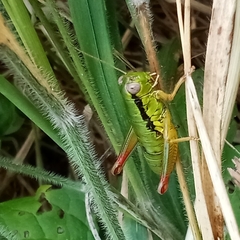 Micropodisma salamandra