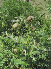 Cirsium balkharicum