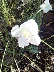 Mirabilis longiflora