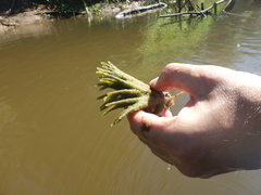 Ephydatia fluviatilis