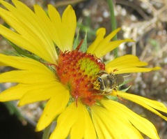 Melissodes microstictus