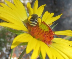 Melissodes microstictus