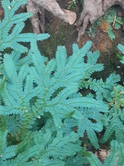 Selaginella uncinata