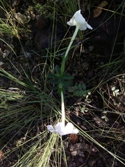 Mirabilis longiflora