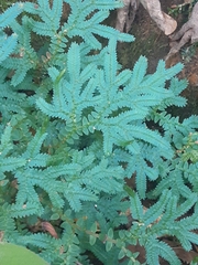 Selaginella uncinata
