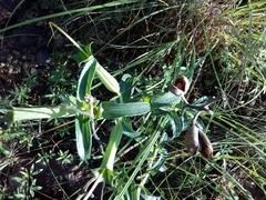 Mirabilis longiflora