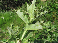 Cirsium balkharicum