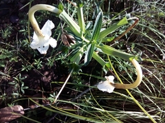 Mirabilis longiflora