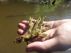 Ephydatia fluviatilis