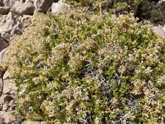 Drypis spinosa jacquiniana